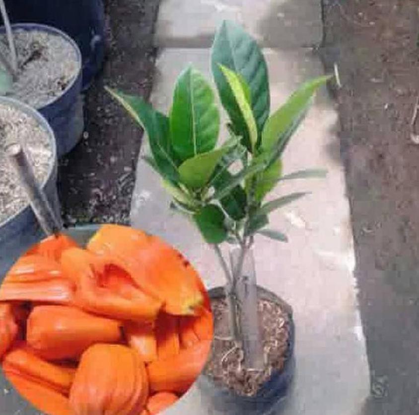 Gambar Produk harga bibit tanaman Bibit Nangka Merah Tanaman Buah Red Jackfruit Premium Solok Selatan