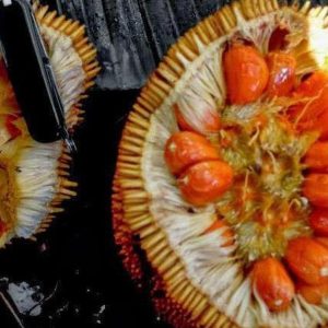 harga bibit tanaman Bibit Nangka Merah Tanaman Buah Red Jackfruit Seller Terbaik Aceh Besar