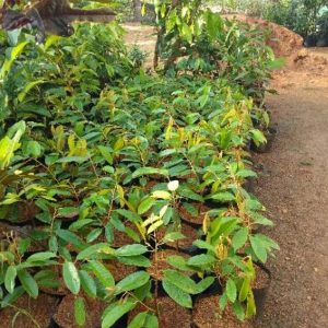 harga bibit tanaman Bibit Pohon Durian Buah Montong Mesuji