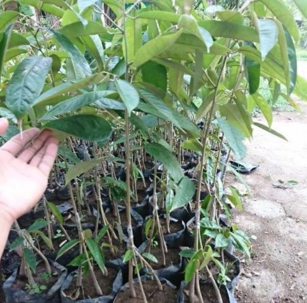 harga bibit tanaman Bibit Pohon Durian Buah Montong Okulasi Kualitas Unggul Premium Ende