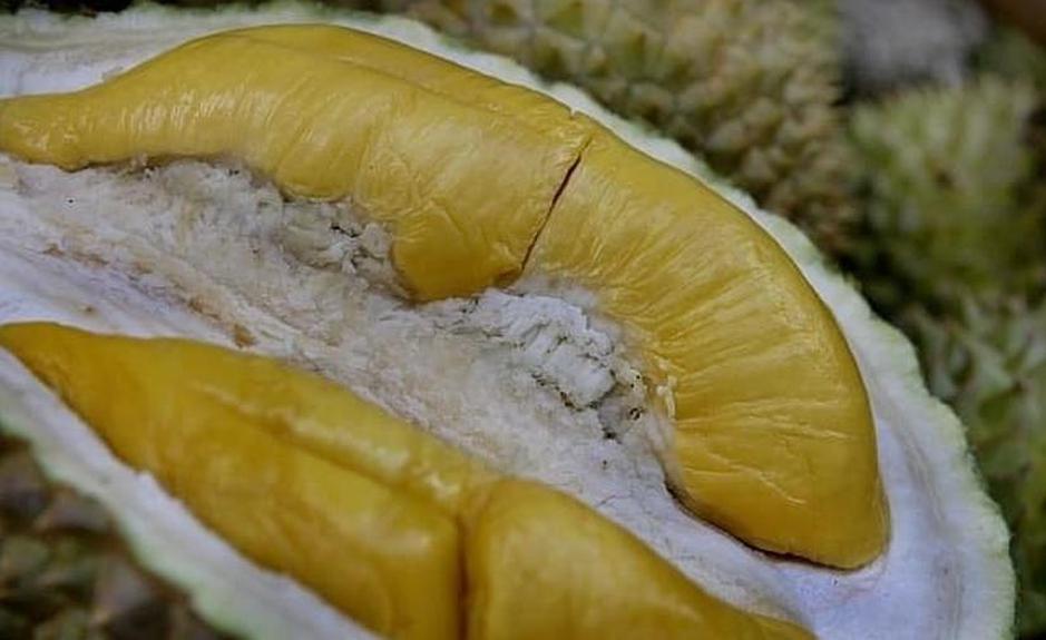 Gambar Produk harga bibit tanaman Bibit Pohon Durian Buah Musangking Super Unggul Aceh Selatan