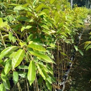 harga bibit tanaman Bibit Pohon Durian Buah Tanaman OcheDuri Hitam Lebak