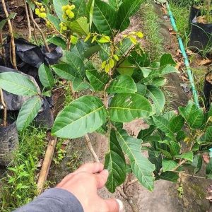 harga bibit tanaman Bibit Rambutan Rapiah Hasil Cangkok Tanaman Buah Merah Binjai Binjay Maluku Barat Daya