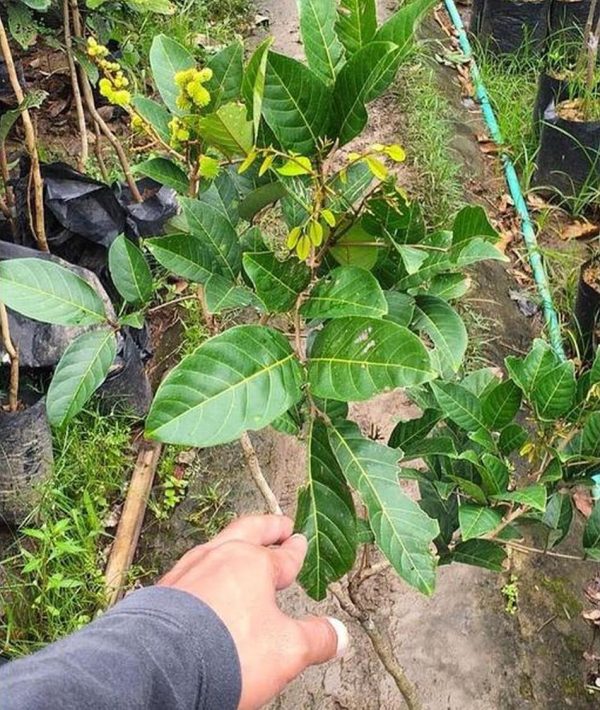 harga bibit tanaman Bibit Rambutan Rapiah Hasil Cangkok Tanaman Buah Merah Binjai Binjay Maluku Barat Daya