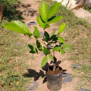 harga bibit tanaman Bibit Rambutan Rapiah Tanaman Pohon Mataram