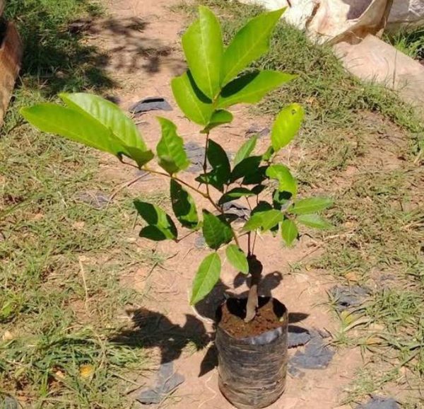 harga bibit tanaman Bibit Rambutan Rapiah Tanaman Pohon Mataram