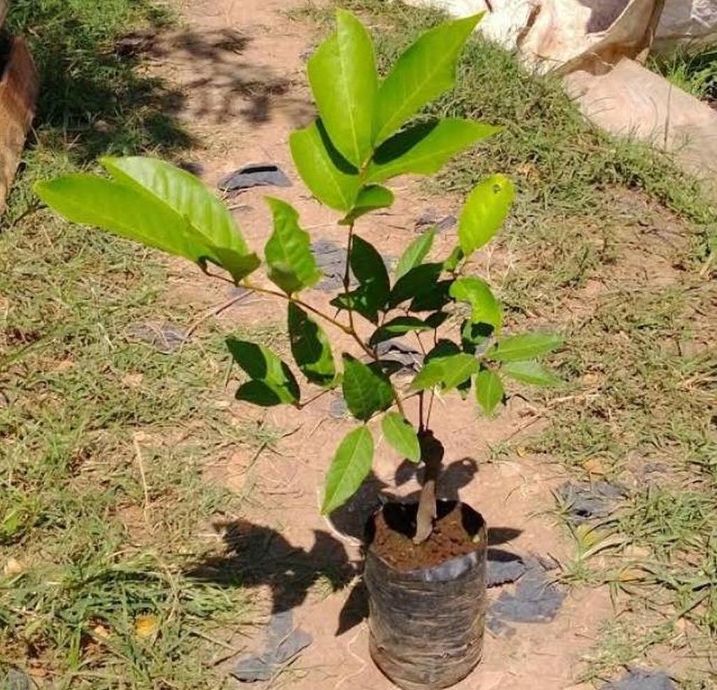Gambar Produk harga bibit tanaman Bibit Rambutan Rapiah Tanaman Pohon Mataram