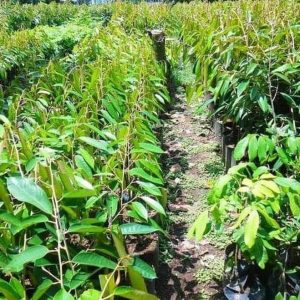 harga bibit tanaman Bibit Tanaman Buah Durian Gundul Unggul Ecer Padang Lawas