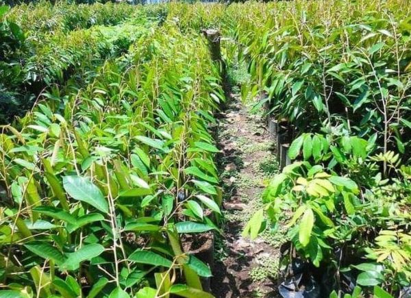harga bibit tanaman Bibit Tanaman Buah Durian Gundul Unggul Ecer Padang Lawas