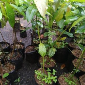 jual bibit buah alpukat wina unggul tanaman okulasi termurah Banggai Kepulauan