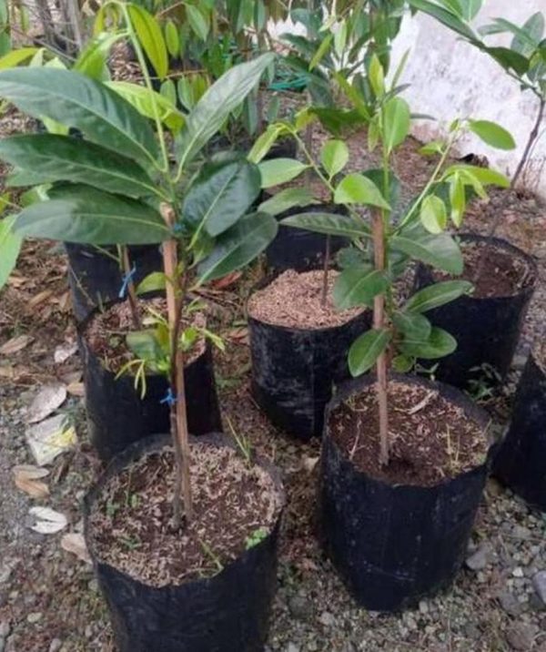 jual bibit buah Bibit Buah Black Sapote Paling Diminati Giant Jumbo Sambung PucukOkulasi Dari Pohon Yang Sudah Berbua Karanganyar