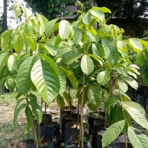 jual bibit buah Bibit Buah Dalam Tanaman Duku Berkwalitas Unggul Sudah Hasil Okulasi Cocok Di Tanam Maluku Tenggara