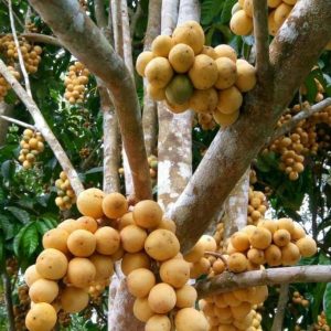 jual bibit buah Bibit Buah Dalam Tanaman Duku Berkwalitas Unggul Sudah Hasil Okulasi Cocok Di Tanam Palangka Raya