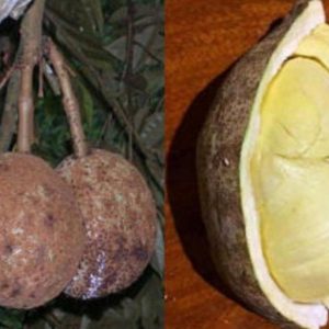 jual bibit buah Bibit Buah Durian Gundul Asli Sawahlunto