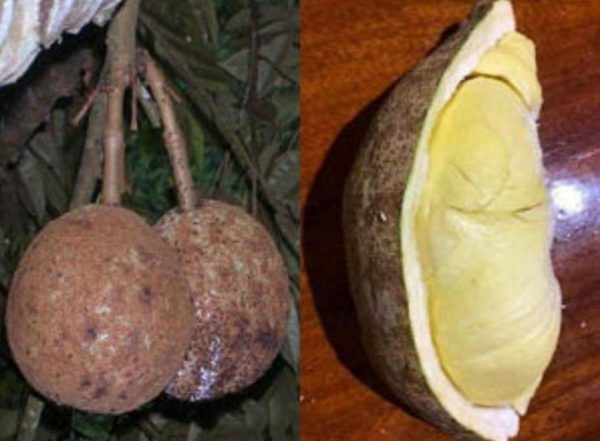 jual bibit buah Bibit Buah Durian Gundul Asli Sawahlunto