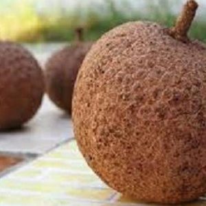 jual bibit buah Bibit Buah Durian Gundul Pohon Unggulan Payakumbuh