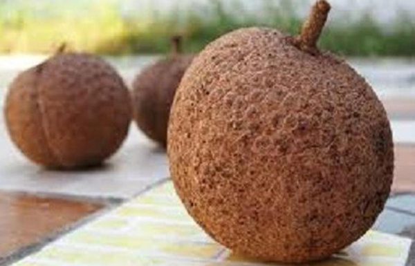 jual bibit buah Bibit Buah Durian Gundul Pohon Unggulan Payakumbuh