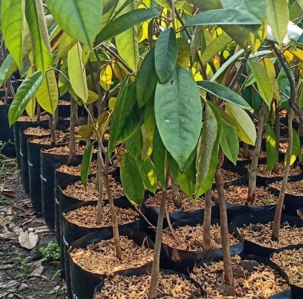 jual bibit buah Bibit Buah Langka Ready Oke Durian Karatungan Asli Kalimantan Sarmi