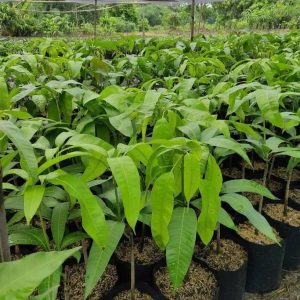 jual bibit buah Bibit Buah Mangga Irwin Hasil Okulasi Unggul Lampung Selatan