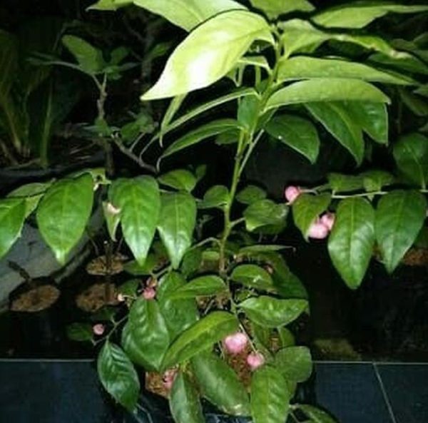 jual bibit buah Bibit Buah Manggis Ready Tanaman Pohon JepangRatu BuahGarcinia Mangostana Manggarai Barat