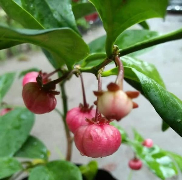 jual bibit buah Bibit Buah Manggis Tanaman Pohon JepangRatu BuahGarcinia Mangostana Kepulauan Seribu