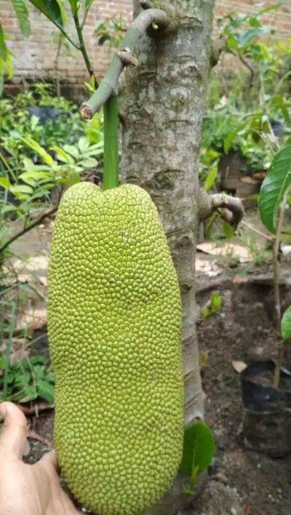 Jual Pohon Buah Bibit Nangka Nangkadak Perpaduan Dan Cempedak ...