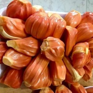 jual bibit buah Bibit Buah Nangka Tanaman Merah Daging Super Tebal Bolaang Mongondow Selatan
