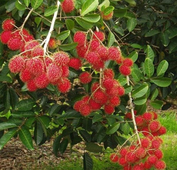jual bibit buah Bibit Buah Rambutan Pohon Binjai Tanaman Binjay Kepulauan Seribu