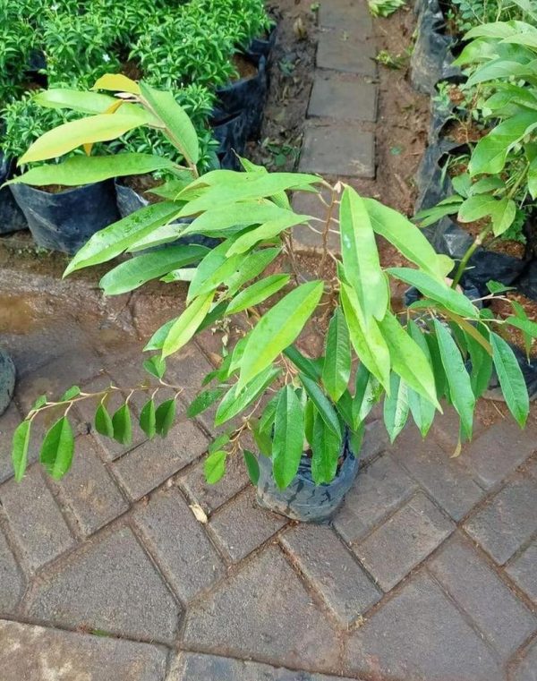 jual bibit buah Bibit Duren Montong Motif Terkini Cangkok Tanaman Pohon Buah Durian Musang King Medan Palu Bawo Cilegon