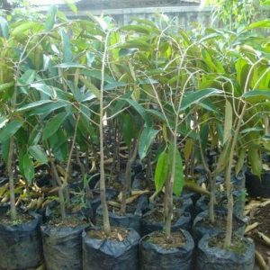 jual bibit buah Bibit Duren Montong Tanaman Pohon Buah Durian - Monthong Banggai Laut