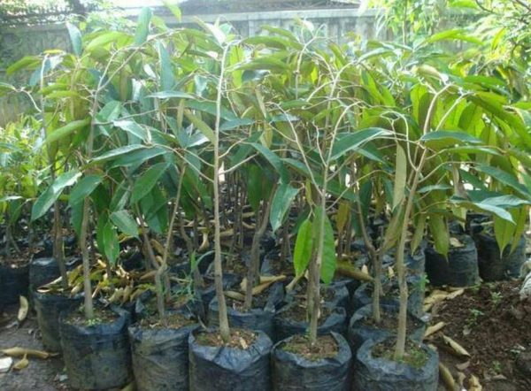 jual bibit buah Bibit Duren Montong Tanaman Pohon Buah Durian - Monthong Banggai Laut