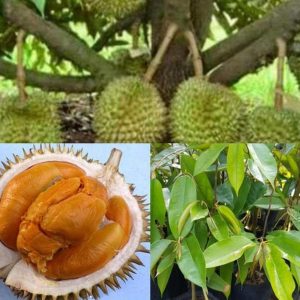 jual bibit buah Bibit Durian Duri Hitam Ochee Original Halmahera Barat