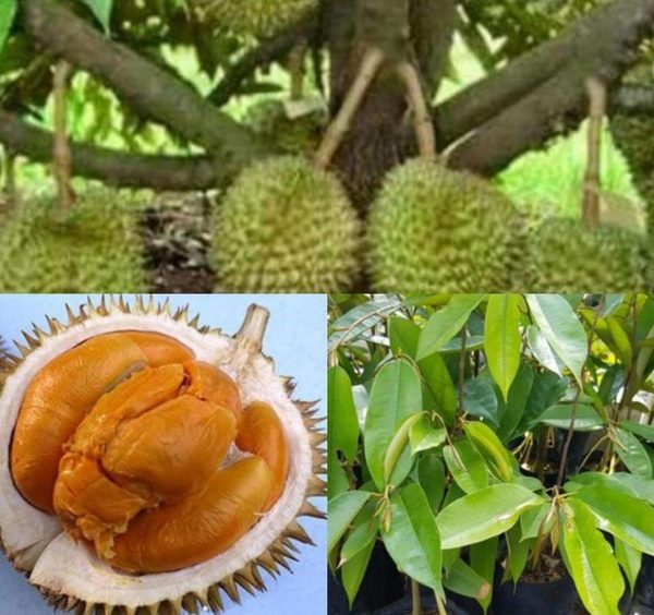jual bibit buah Bibit Durian Duri Hitam Ochee Original Halmahera Barat