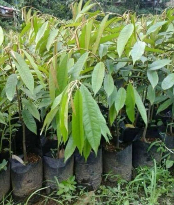 jual bibit buah Bibit Durian Namlung Comasi Kualitas Super Aceh Tengah