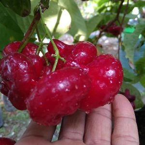jual bibit buah Bibit Jambu Air Baru Hasil Cangkok Tanaman Hias Buah Kancing Citra Merah King Rose Dalhari , Tulang Bawang