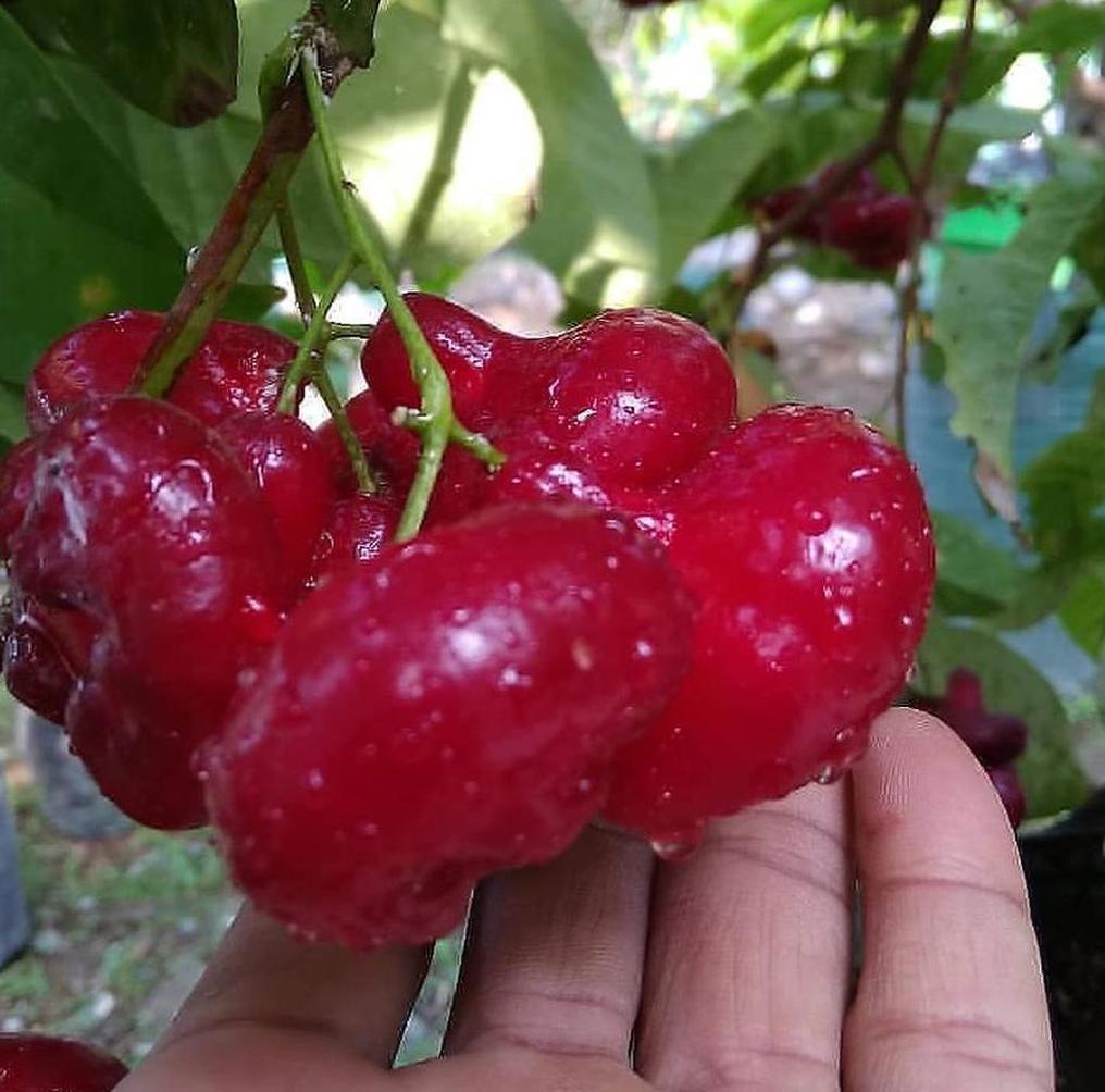 Gambar Produk jual bibit buah Bibit Jambu Air Baru Hasil Cangkok Tanaman Hias Buah Kancing Citra Merah King Rose Dalhari , Tulang Bawang