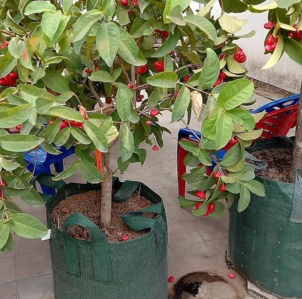 jual bibit buah Bibit Jambu Air Hasil Cangkok Tanaman Hias Buah Kancing Citra Merah King Rose Dalhari Pasaman Barat
