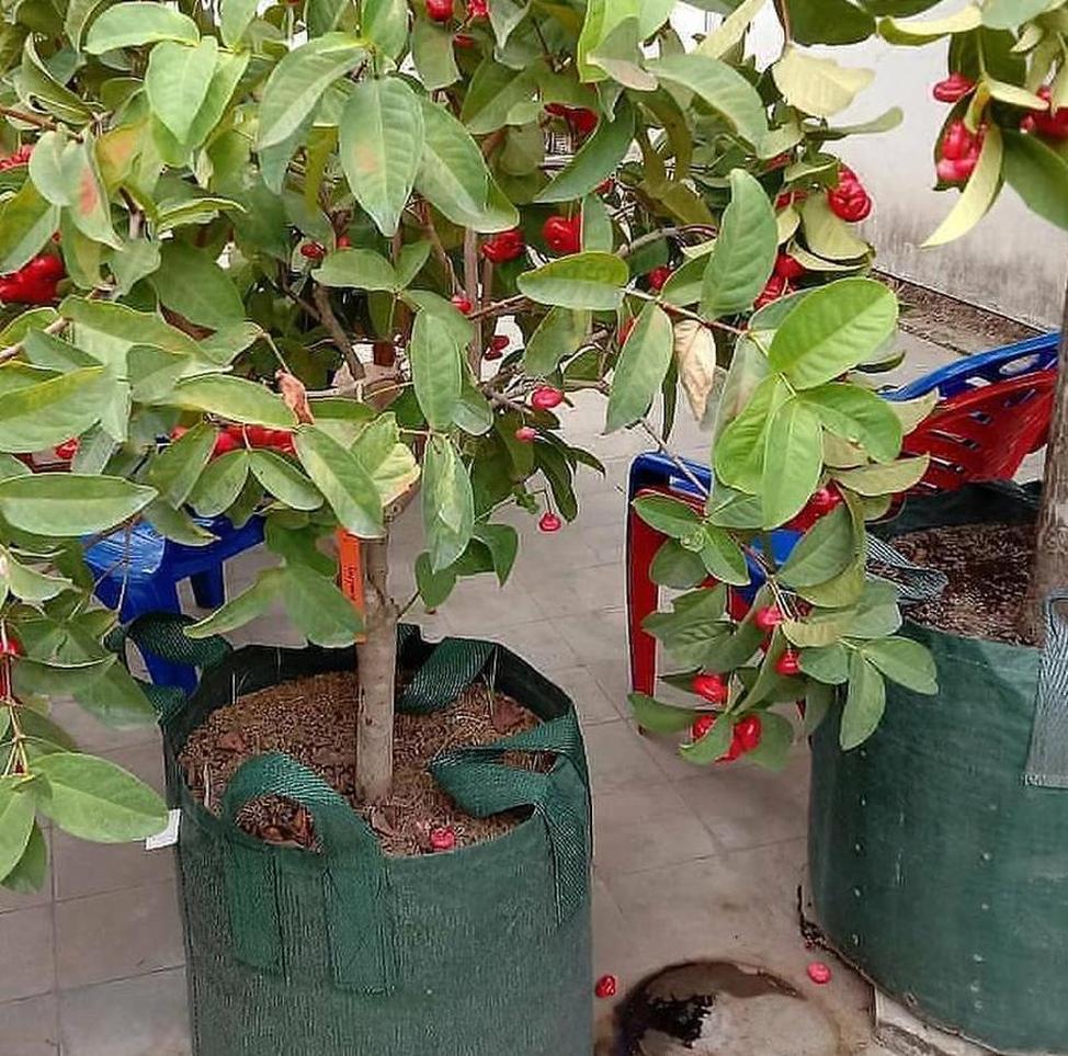 Gambar Produk jual bibit buah Bibit Jambu Air Hasil Cangkok Tanaman Hias Buah Kancing Citra Merah King Rose Dalhari Pasaman Barat