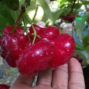 jual bibit buah Bibit Jambu Air Menarik Hasil Cangkok Tanaman Hias Buah Kancing Citra Merah King Rose Dalhari, Mamuju Tengah