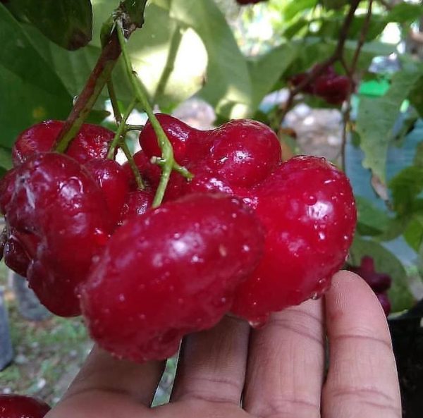 jual bibit buah Bibit Jambu Air Menarik Hasil Cangkok Tanaman Hias Buah Kancing Citra Merah King Rose Dalhari, Mamuju Tengah