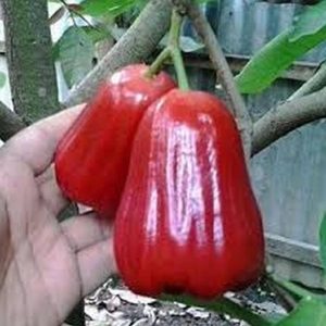 jual bibit buah Bibit Jambu Air Pohon Deli Madu Super Aceh Timur