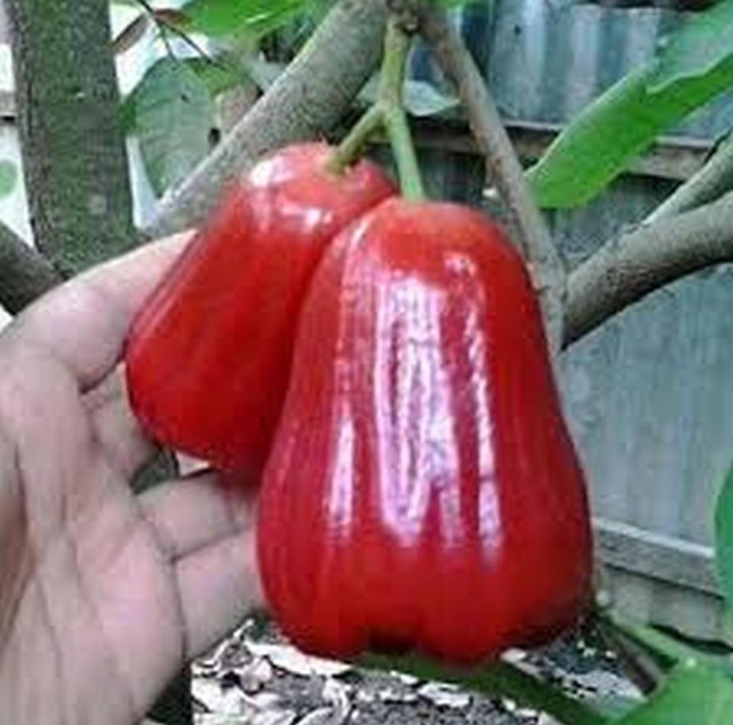 Gambar Produk jual bibit buah Bibit Jambu Air Pohon Deli Madu Super Aceh Timur