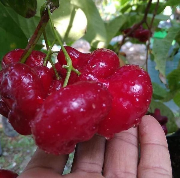 jual bibit buah Bibit Jambu Air Termurah Hasil Cangkok Tanaman Hias Buah Kancing Citra Merah King Rose Dalhari Banjarmasin