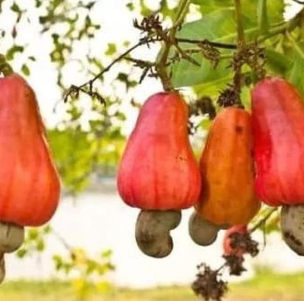 jual bibit buah Bibit Jambu Mete Pohon - Buah Mede Tanaman Monyet Bintan