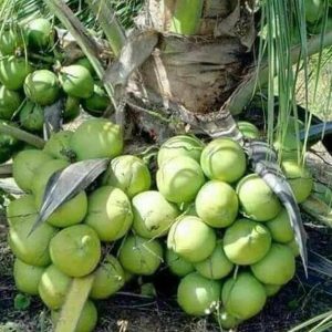 jual bibit buah Bibit Kelapa Genjah Entok Pling Dicari Tanaman Buah Entog Konawe Selatan