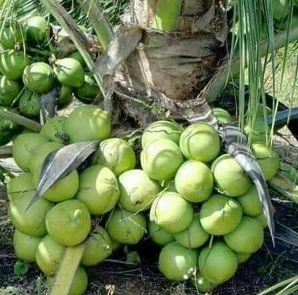 jual bibit buah Bibit Kelapa Genjah Entok Pling Dicari Tanaman Buah Entog Konawe Selatan