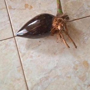 jual bibit buah Bibit Kelapa New Minion Gading Bolaang Mongondow Utara