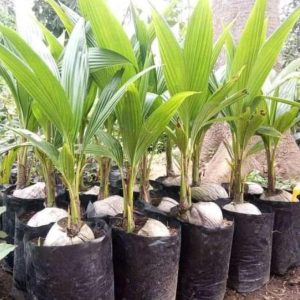 jual bibit buah Bibit Kelapa Pandan C- -L Super Berkualitas Murah Pasti Ready Bandung Barat