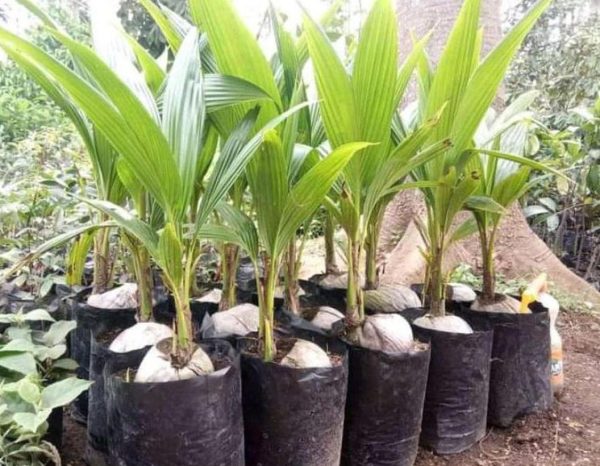 jual bibit buah Bibit Kelapa Pandan C- -L Super Berkualitas Murah Pasti Ready Bandung Barat