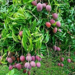 jual bibit buah Bibit Mangga Irwin Super Barito Selatan